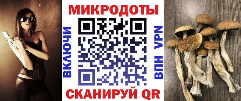 Купить Шахунья Псилоцибиновые грибы Cubensis